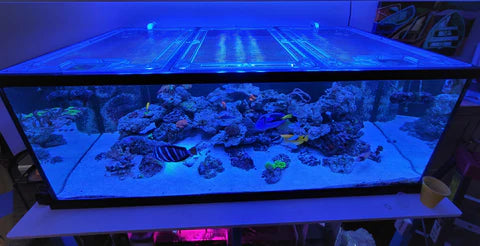 Revolutionising Aquarium Accessories with Custom Acrylic Solutions